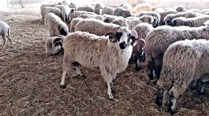 2500 بيطري ودوريات متنقلة أيام عيد الأضحى