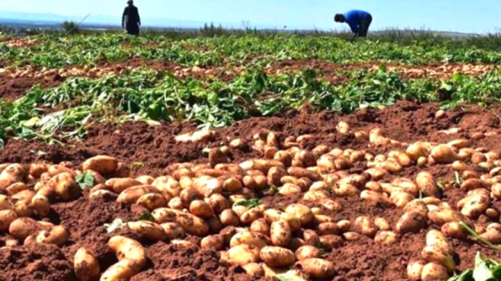 نحو إنتاج 150 ألف قنطار من البطاطا الموسمية بغليزان