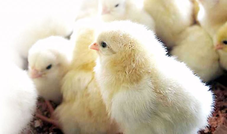 مربو الدواجن يطالبون بتحديد سعر الكتكوت بـ65 دينارا