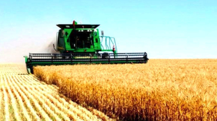 المحاصيل الكبرى.. تأمين لغذاء الجزائريين