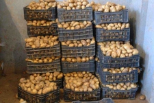اتحاد التجار يطالب بالتحقيق في مصير البطاطا المخزَّنة