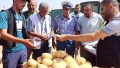فتح باب التصدير حل مثالي للقضاء على كساد مادة البطاطا