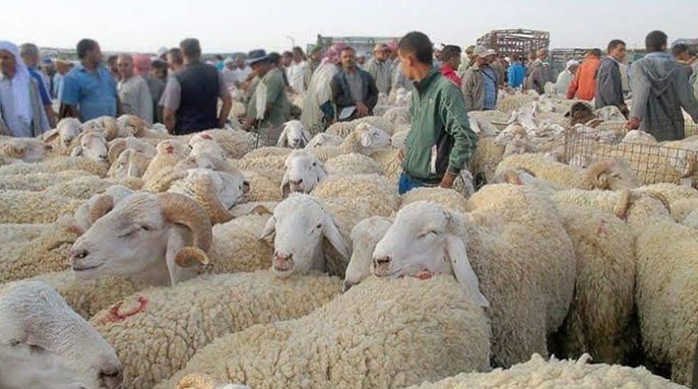 سعي حثيث لاقتناء كبش العيد