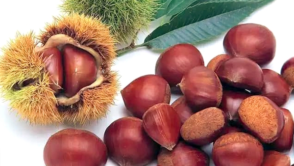 انطلاق جني ثمرة القسطل بجبال أولاد أعطية